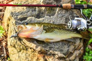 Elite Militar do Norte