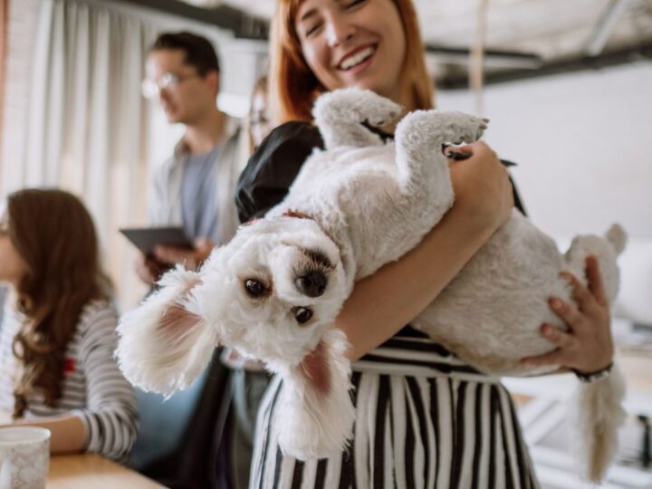 CLV – Clinica Veterinária