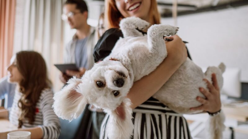 CLV – Clinica Veterinária