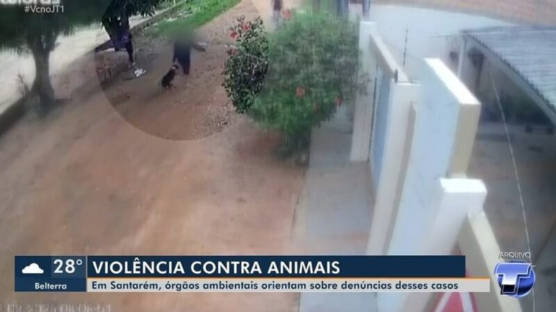 Maus-tratos a animais em Santarém: uma realidade preocupante