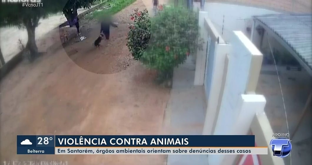Maus-tratos a animais em Santarém: uma realidade preocupante