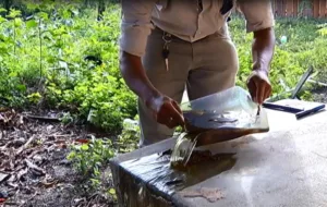 Prevenção da proliferação do Aedes aegypti em Santarém