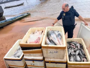 Apreensão de Mais de meia tonelada de pescado em Óbidos