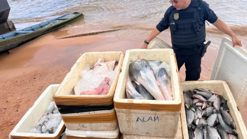 Apreensão de Mais de meia tonelada de pescado em Óbidos
