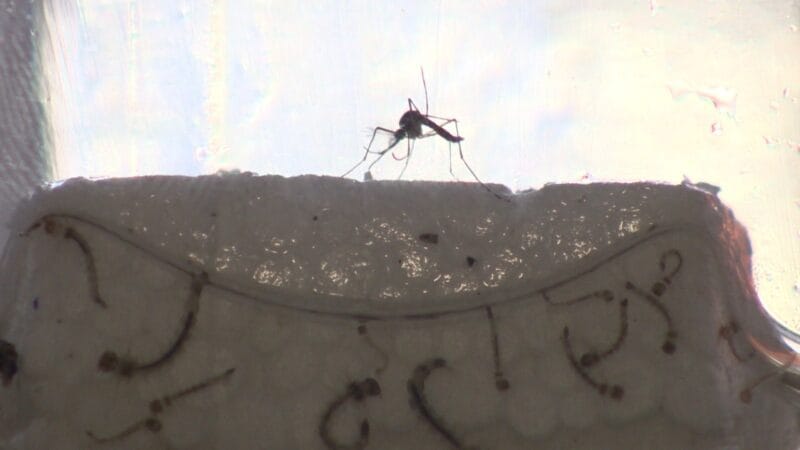 Situação da dengue em Santarém: Mortes, Casos Notificados e Ações de Combate