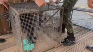 Resgate e transferência de Macaco-aranha em Curuá para zoológico em Santarém