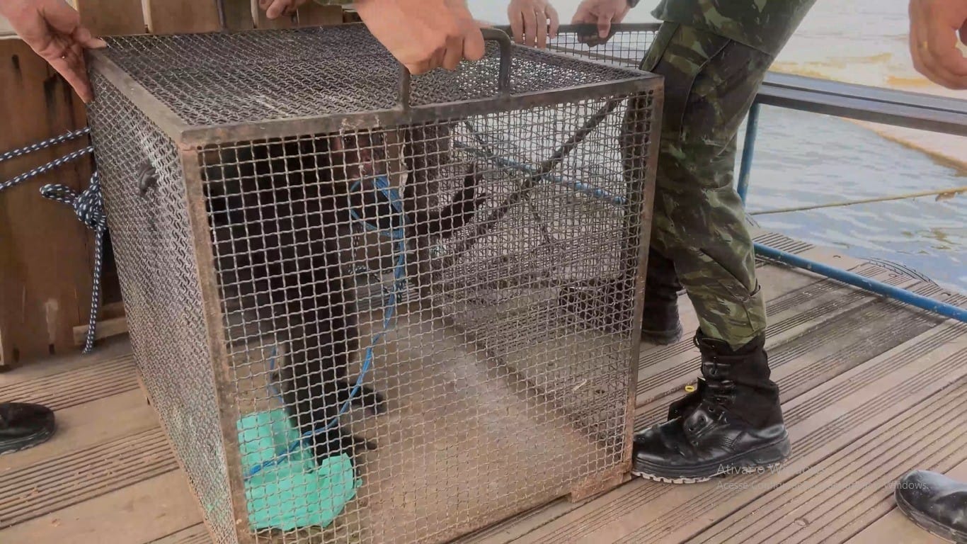 Resgate e transferência de Macaco-aranha em Curuá para zoológico em Santarém