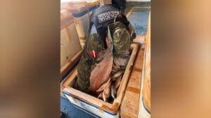 Apreensão de 300 quilos de pirarucu em Óbidos