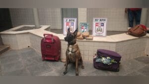 Apreensão de 5 Kg de drogas em embarcação de Santarém